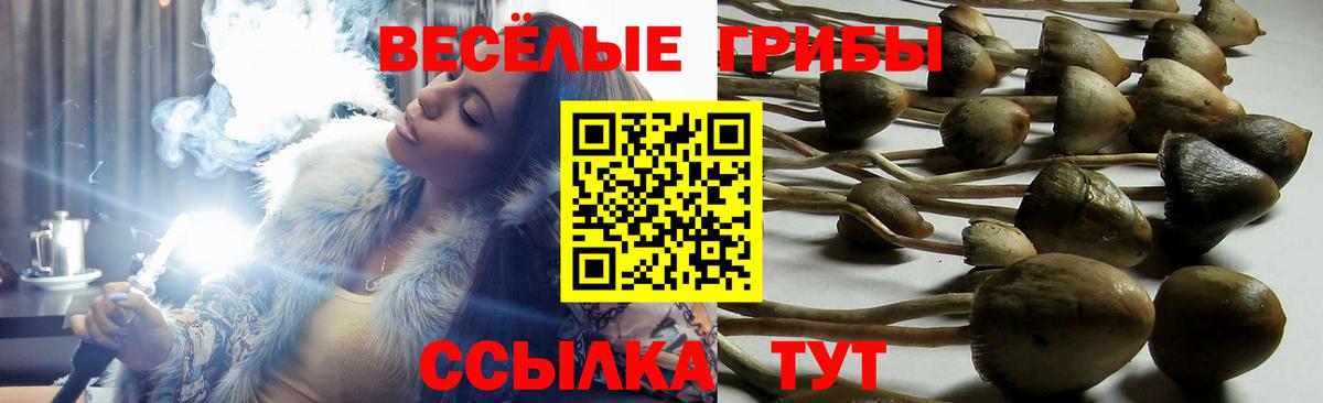 Псилоцибиновые грибы прущие грибы  Вход с VPN  Энгельс 